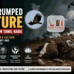 Radio-tagged White-rumped Vulture Electrocuted in Tamil Nadu